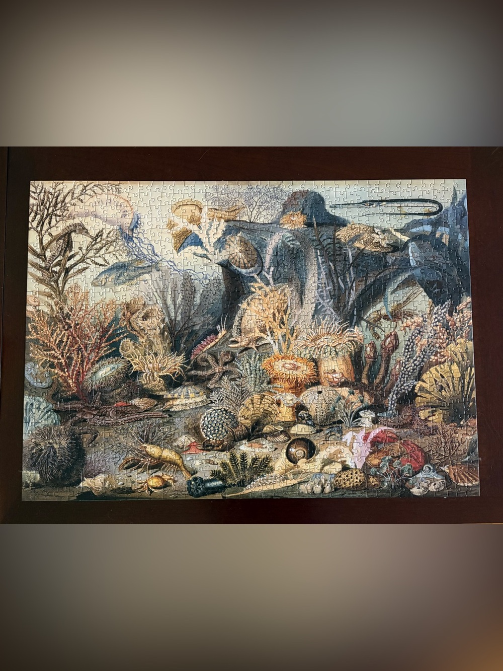 Peter Pauper Press Ocean Life 1000 Piece Jigsaw Puzzle - Complete
